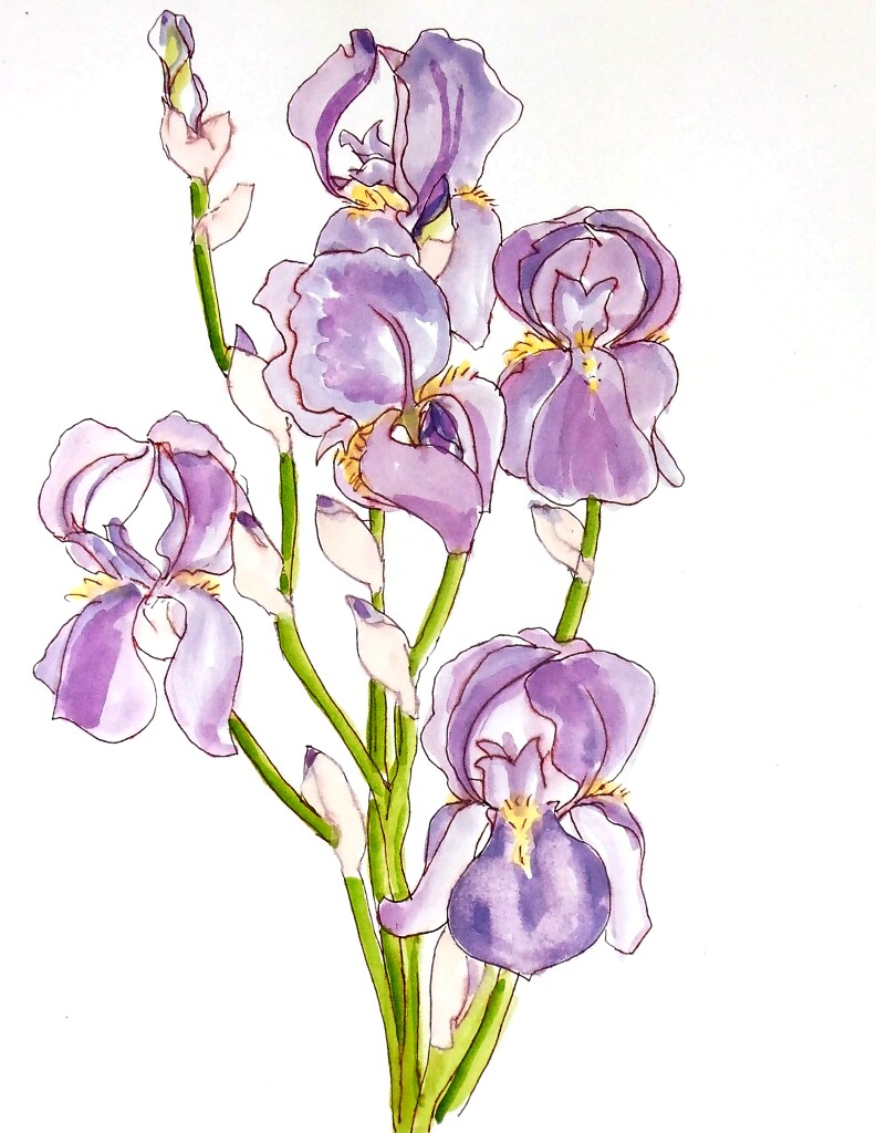 Lavender Sketch